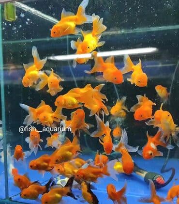 продаю рыбы: Новое поступление золотых рыбок! Разные виды! Коя платина вуаль также — 6