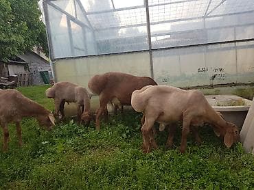 сколько стоят лысые кошки: Продаю | Ягненок, Баран (самец) | Арашан — 7