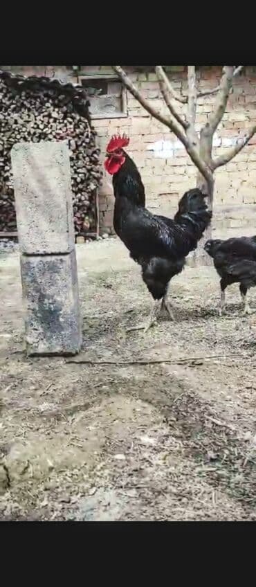 зоомагазин бишкек с животными: Продаю | Петух | Для разведения — 1