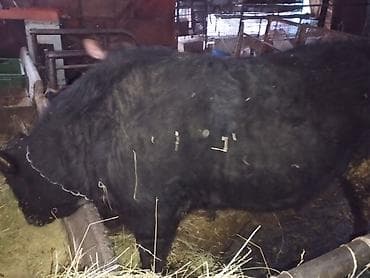 алабай щенки цена: Продам быка — 2