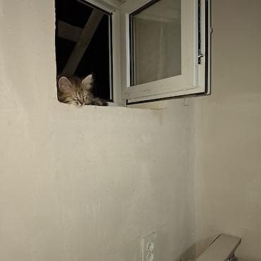 Мышыктар: Мышык бекер берилет: Породасыз, 2 айлык, Ургаачы — 4
