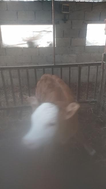 Ветеринар кызматы: Сатам | Музоо | Симментал | Бордоп семиртүү үчүн | Жасалма уруктандырылган — 3