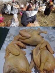 цена пшеницы в бишкеке 2022: Продаю | Куры, Петух, Цыплята | Домашняя | На забой, Для разведения, Несушки — 1