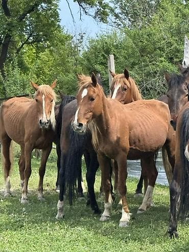 куна: Продаю | Кобыла (самка) | Для молока, Рабочий | Племенные — 1