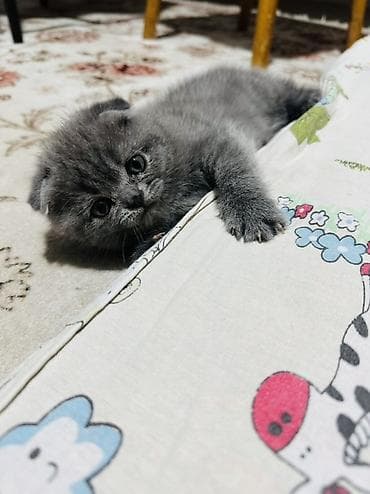 маин кун: Скотиш Фолд (Шотландская вислоухая), 2 месяца, Девочка, Голубой, Приучена к лотку — 3