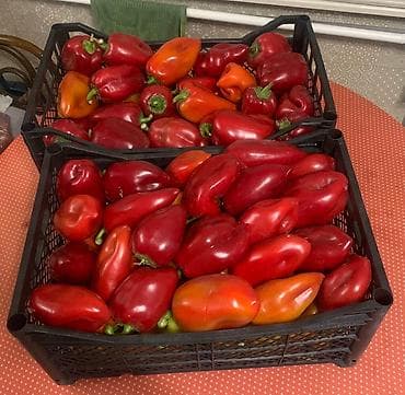 ящик сатылат: Ящики под Перец 🌶️ — 3