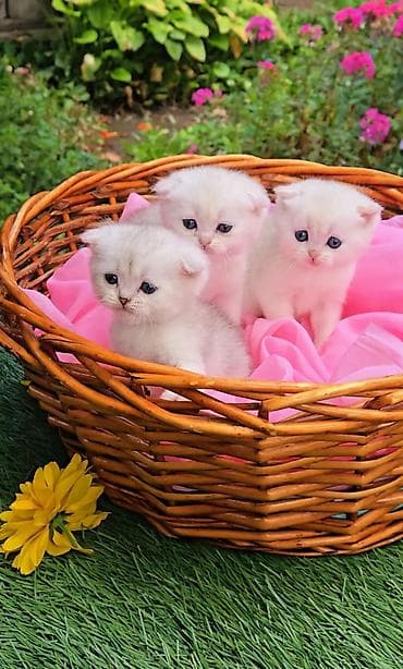 Шотландские котята от красивой пары. Предлагаем для бронирования — 7