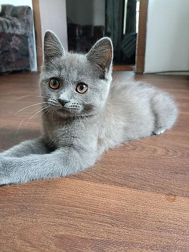 3 месяца, Девочка, Серый, Приучена к лотку