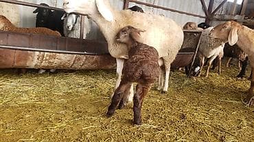 Кочкорлор, койлор: Сатам | Кочкор (эркек) | Арашан | Көбөйтүү үчүн | Жасалма жол менен боозутуу — 8