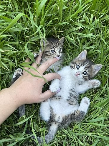жалал абад кошка: 🐾 Очаровательные котята ищут дом! 4 пушистых малыша готовы подарить — 3