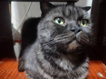 купить короткошерстного котенка: Кошка породы шотландскаятип «страйт/фолд» . Окрас — дымчато‑черный с — 1