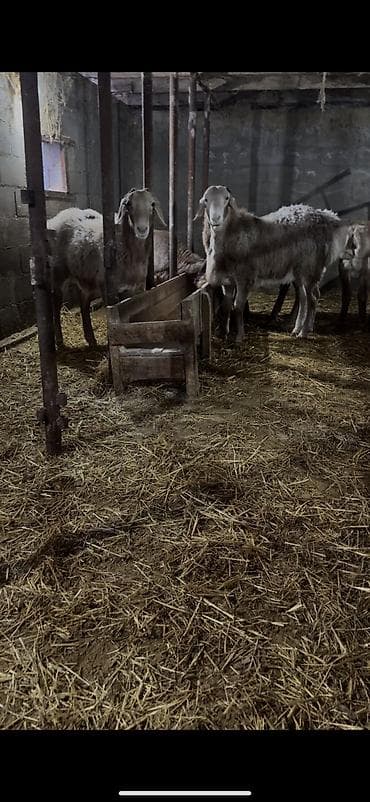 Продаю | Баран (самец) | Арашан | Для разведения | Осеменитель