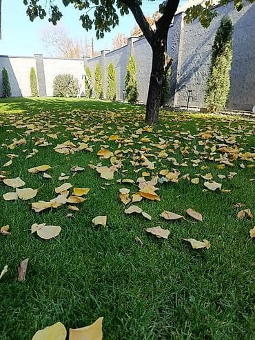 пальмовое дерево: Озеленение Участков с нуля и под ключ. Автоматические системы полива — 8