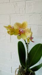 орхидея заказать: Большой выбор цветущих сортовых орхидей высота растений 35 см — 5