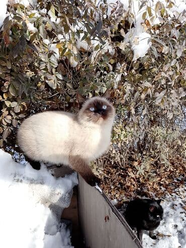 сухой корм для кошек: Кошка даром: Беспородная, 4 месяца, Девочка, Приучена к лотку — 2