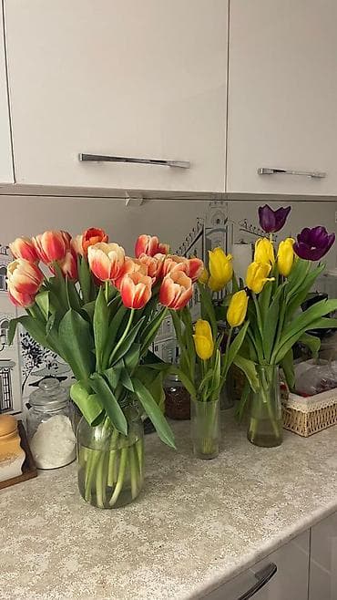 оптом клубника: Рассада цветка: Тюльпаны, Самовывоз — 5