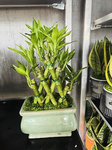 камни для аквариума: Комнатное растение «Счастливый бамбук» (Dracaena sanderiana) в — 2