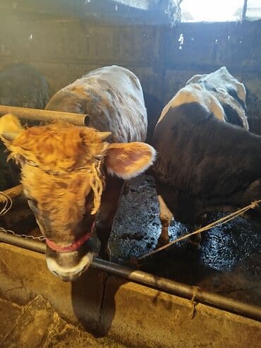 коровы молочной породы купить: Продаю | Бык (самец) | Полукровка | На откорм | Привязанные — 1