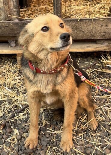 Аквариумдар: Ит бекер берилет: Жөнөкөй ит, 1 жаш, Ургаачы, Эмделген — 9
