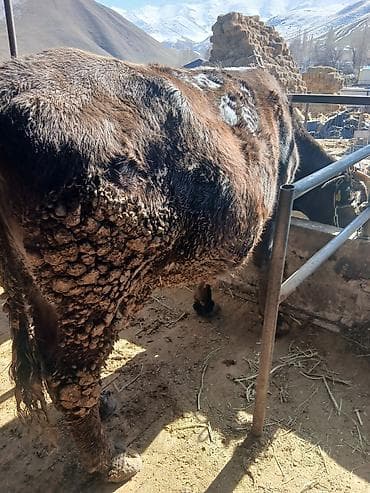 мака сото: Продаю | Корова (самка) | Алатауская | На забой — 1