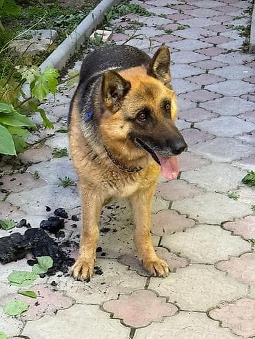немецкий собака: Немецкая овчарка, Более 5 лет, Самка, С прививкой — 4