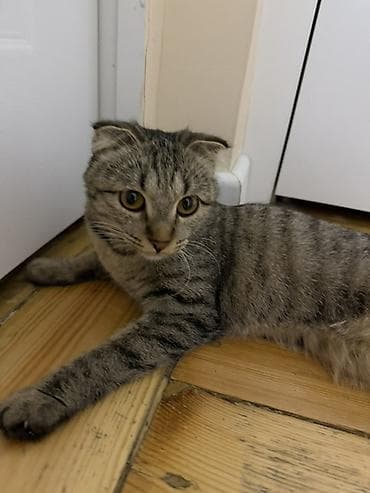 Животные: БЕСПЛАТНО Шотландская вислоухая кошка (скоттиш-фолд) 8-9 месяцев со — 2