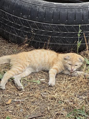 кошки бенгальские: Котята, возможны разные окрасы. На фото представлены: - рыжий котёнок — 3