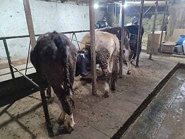 кой бишкек: Сатам | Кунаажын | Голштин, Алатоолук, Швиц | Союуга, Көбөйтүү үчүн, Бордоп семиртүү үчүн | Асыл тукумдуу, Кунажын, Байланган — 8