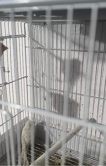 купить попугая недорого: Продается самка канарейки, чисто белая — 3