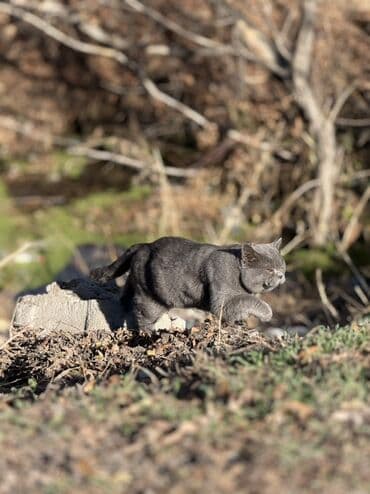 оборудование для кур несушек: К вашему вниманию прекрасные шотландцы от хорошей пары! котята — 8