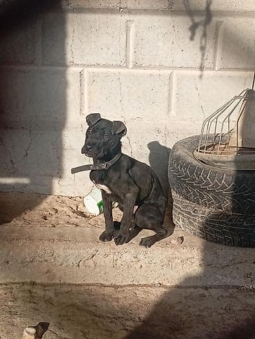 питбуль черный: Питбуль, 3 месяца, Самка — 1