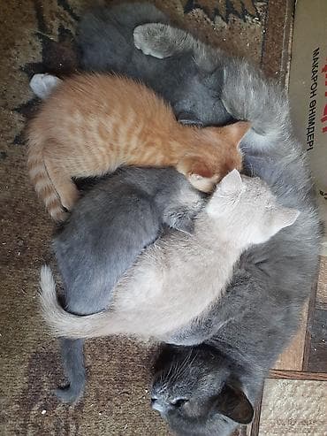 сибирская кошка: Котята:серых (дымчатых). У всех плотная короткая шерсть, аккуратные — 1