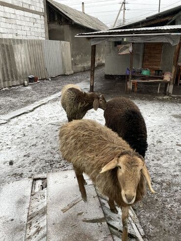 ыссык куле: Сатам | Ургаачы кой (ургаачы), Кочкор (эркек) — 1