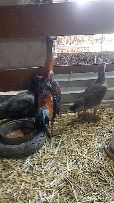 купить яйцо бройлера для инкубации: Продаю петуха дакан около года где-то. активный . цена 1800 сом — 2