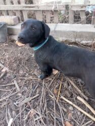 щенки ризеншнауцера в дар: Отдам даром,собаку такса с дворнягой в хорошие, добрые, руки .Дом — 1