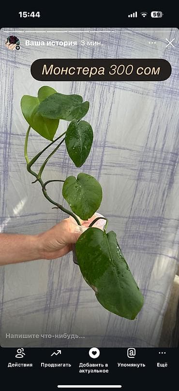 манстера альба: Монстера деликатесная Цена на фото. Молодое — 7