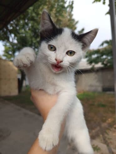 показы 1 354 72 договорная кошка даром британская короткошёрстная 1 год мальчик метис 2 позвонить написать: Котята, помёт из трех малышей: - Черно-белый шоколадный котёнок с — 2