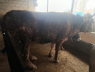 сары булун: Сатам | Бука (эркек) | Швиц | Бордоп семиртүү үчүн | Байланган — 6