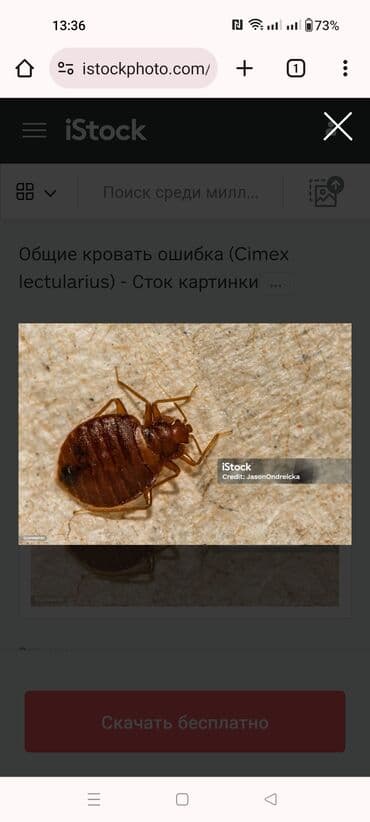 дезинфекция дома от клопов ош: Дезинфекция, дезинсекция, | Тараканы, Вирусы, микробы, Обработка деревьев, | Офисы, Дома, Транспорт — 4