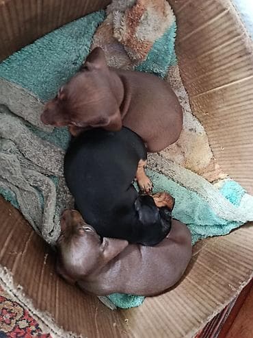 порода такса: Щенки таксы, гладкошерстные, стандарт/мини - Окрас: шоколад с — 5