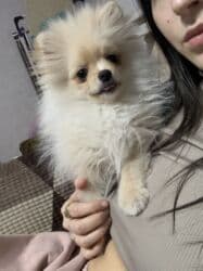 кокер спаниель бишкек: Шпиц, 3 месяца, Самец, С прививкой, С родословной — 3