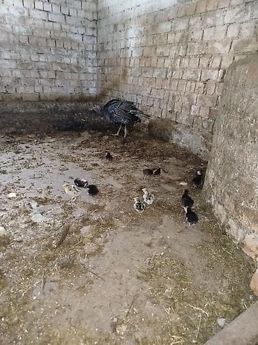 Продам с/х животных: Продаю | Индюшка (самка) | Для разведения | Племенные — 1