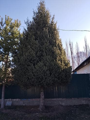 строительные лестницы: Ель (садовое дерево) - Порода: ель/еловое дерево с плотной — 3