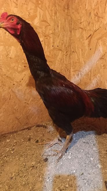 дакен короз: Сатам | Короздор | Дакан | Көбөйтүү үчүн — 5