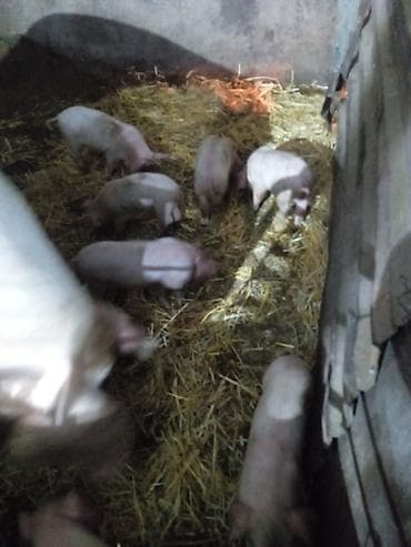 домашние птицы: Продаю | Поросенок | Для разведения — 4