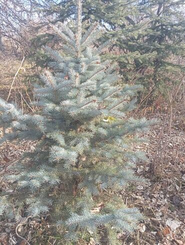 шкаф бу бишкек: Саженцы деревьев: Ели — 9