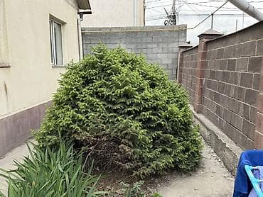 Карликовая ель (вероятно ель обыкновенная «Nidiformis»/«Little Gem» — 1