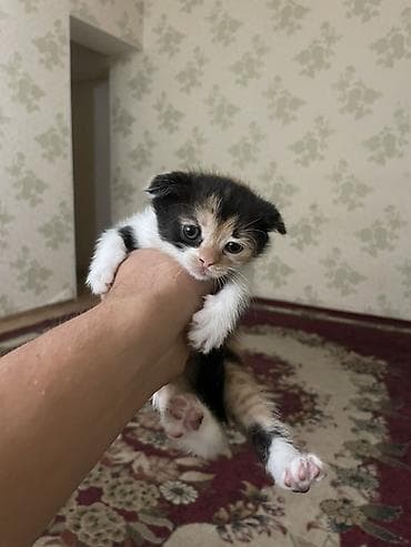 кошка ориентал: Котята с вислыми ушками, домашние. Окрас разный: - черно-белые — 2