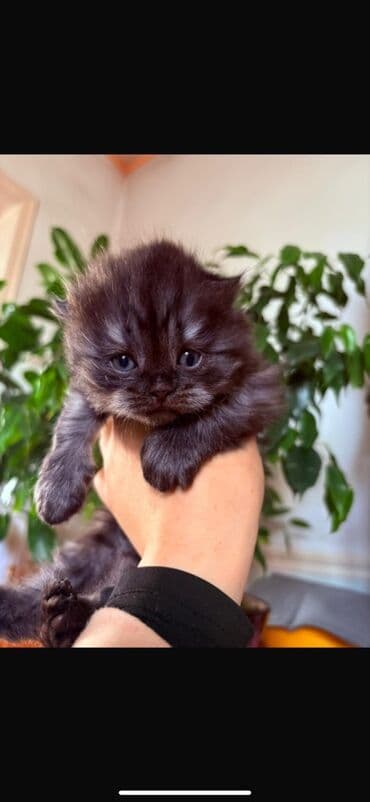 скоттиш фолд цена: Продаются шотландские чистокровные котята. В хорошие руки. Приучены к — 3