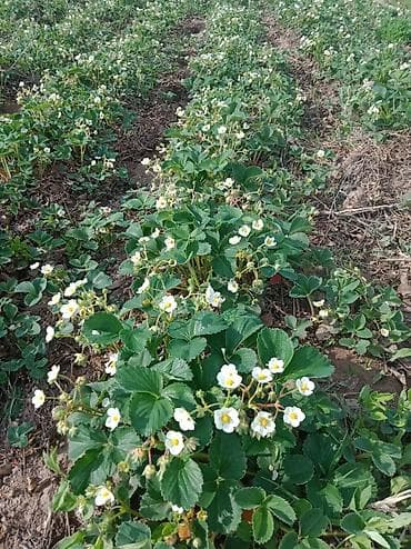 клубника сколько стоит: Продаю росаду клубнику чёрный принц Мице Шиндлер сорт очень реткй вкус — 1